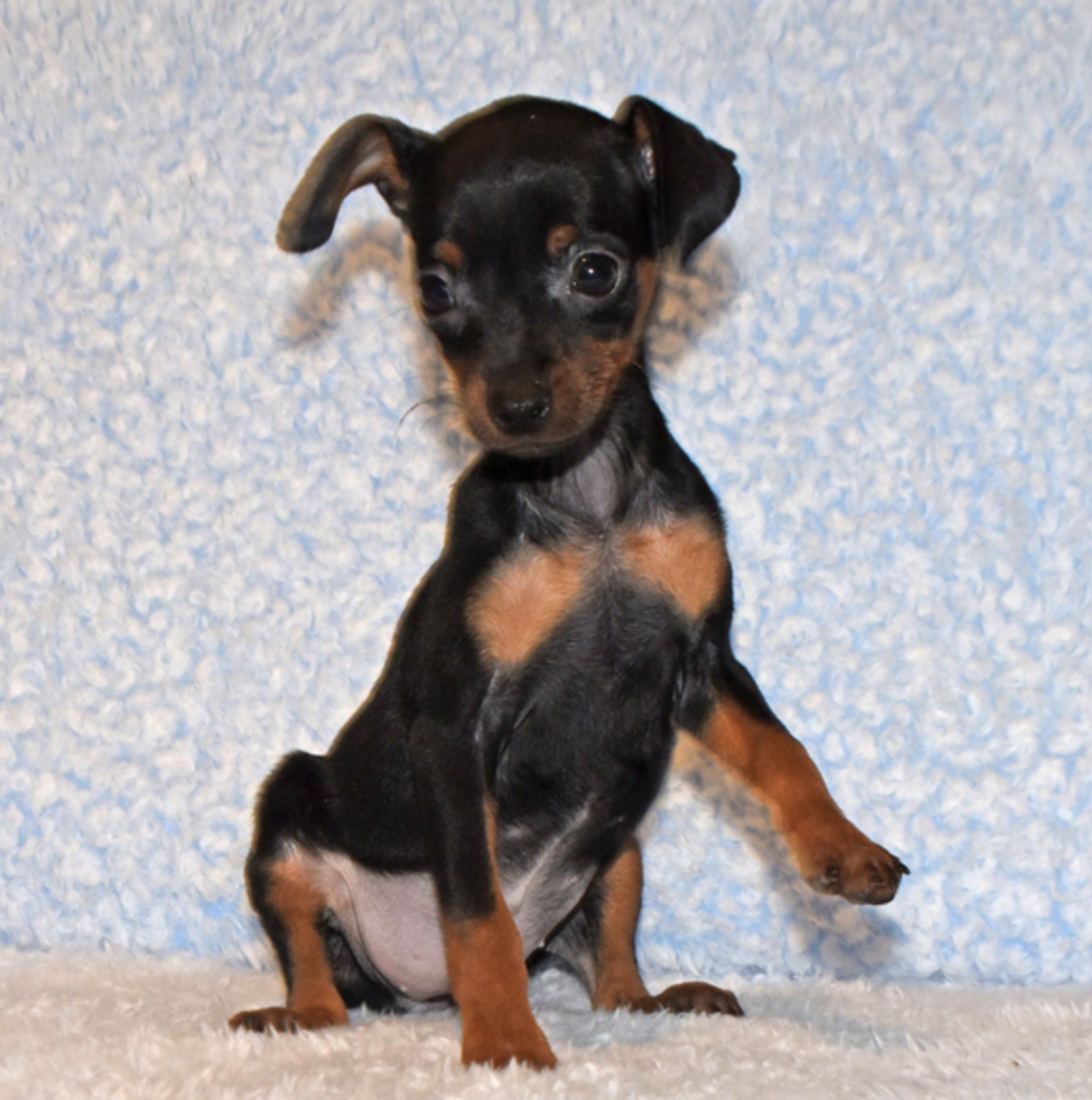 comprar cachorros sanos, baratos y asequibles para la venta